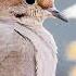 The Sound Of The Mourning Dove Bird Sounds 10 Hours