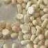White Munga Munga Coral Moonga Shorts Viral Youtubeshorts