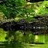 RELAXING BIRDSONG BY THE FOREST CREEK NIGHTINGALE WITH BLACKBIRD IN THE BACKGROUND NATURAL