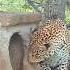 The Leopard Raids The Birds Nest Animals Wildlife Wildanimals Fyp