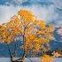 New Zealand 4K Vibrant Autumn Colors And Serene Landscapes In Fall Season 4K VIDEO HD