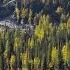 Larch Madness Draws Thousands To North Cascades FOX 13 Seattle