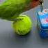 Bird Training Smart Lovebird Parrot Smart Little Cute Parrot Training Smartparrot Cute