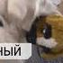 Отпугиватель насекомых и грызунов Rovus 3 шт