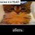 подпишись юмор смешно котик котенок Anime будильник аниме