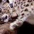 Incredible Snow Leopard Hunting Technique Snow Leopard Beyond The Myth BBC Earth