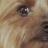 Реклама Purina One Mini для собак