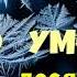Рекс Стаут Право умереть Часть десятая Заключительная Детектив Читает актёр Юрий Яковлев Суханов