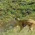 Dog Animals Husky Funny Lionbeats Ringtone Amazingfacts Horse Lion Mobileringtone