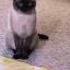 My Siamese Cat Talking To Me