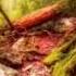 NEW 2023 Woods Of Imagination By Alexander Nakarada Fantastic Music