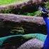 Peacock Sounds Peacock Call Peacock Noise Peacock Sound Effect Full HD