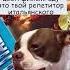 Узнали себя юмор итальянский итальянскийязык