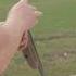 CHEAP Dedicated Trap Shotgun Stoeger The Grand