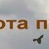 Охота пустельги ЧУДОПОЛЕ