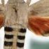 Ello Sphinx Erinnyis Ello Sphingidae REGUA Brazil Bug Highlight