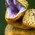 TOP 10 Wild Snake Scenes THE BEST SNAKE ACTION Snake Hunt Snake Fight