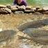 The Girl Arranged Rocks To Create A Trap Near The Stream Bank And Unexpectedly Caught Many Big Fish