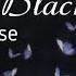 Amy Winehouse Back To Black Lyrics We Only Said Goodbye With Words