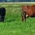 Cows Grazing In The Fields Australian Cows Grazing Shorts Animals Australia Milkingcow