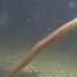 A Lancelet Branchiostoma Swims With The Fish And Crabs At Night