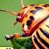 ЭТО быстро избавит от КОЛОРАДСКОГО ЖУКА Эффект удивит Средство от колорадского жука