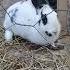 A Rabbit Who Is Bored With Loneliness When His Brother Dies