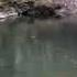 Dry Fly On The River Taff With Terry Bromwell