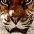 R I P Shiva The Tiger