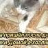 Кот Дымок и хозяин Music Cat кот котка котик