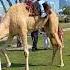 Camel Amazing Albiddapark Qatar Park Views Views Viral Video Subscribers Grow