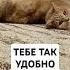 ТЕБЕ ТАК УДОБНО ЛЕЖАТЬ