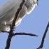 White Bellbirds Produce Loudest Bird Call Ever Recorded