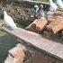 Pigeon Birds Love Funny Pets Ytshorts Shortsfeed Kabootar Karaulipigeons Fact2chop