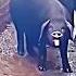 The Best Animal Shorts Edit Trollface