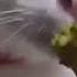 Cat Sniffs Broccoli And Gags