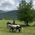Алазанская долина Travel Georgiatravel Sakartvelo Tusheti кони алазани алазанскаядолина