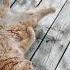 10 Minute Chillout Music Tenderly By Phury