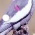 корелла учим петь полностью урок на моём канале Short Shortsvideo Cockatiel корелла