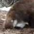 White Nosed Coati Coatimundi