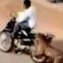 Shocking Footage Shows Leopard Attacking Biker Terrorizing Villagers New York Post