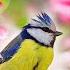Нежная музыка для души и ЖИЗНИ а Пение птиц Успокаивает нервную систему