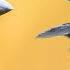 What Is The Difference Between Crows And Ravens
