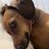 Накрой и отойди собака такса собаки Doxie домашниепитомцы собакадругчеловека