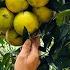 Widen The Road To The Farm Harvest Oranges And Bring Them To Market