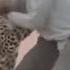 Leopard Attacked A School In India