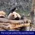 Panda Rolled Over To Have Carrots Brought By Zookeeper Video Viral