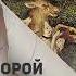 Одно мнение Тайная история ДОННА ТАРТТ