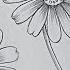 Beautiful Daisy Flowers Drawing Super Easy