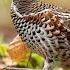 Рябчик осенью Hazel Grouse In Autumn